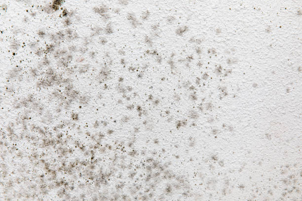 Best Air Quality Testing for Mold Spores  in Sandusky, MI