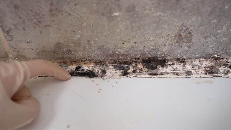 Asbestos and Lead Testing During Mold Inspection in Sandusky, MI